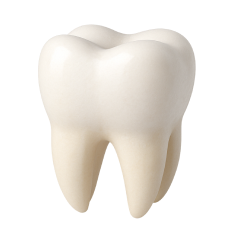 Dental Tooth
